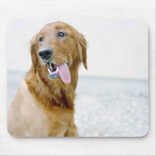 USA, Utah, Salt Lake City, Half shaved Golden Mouse Mat
