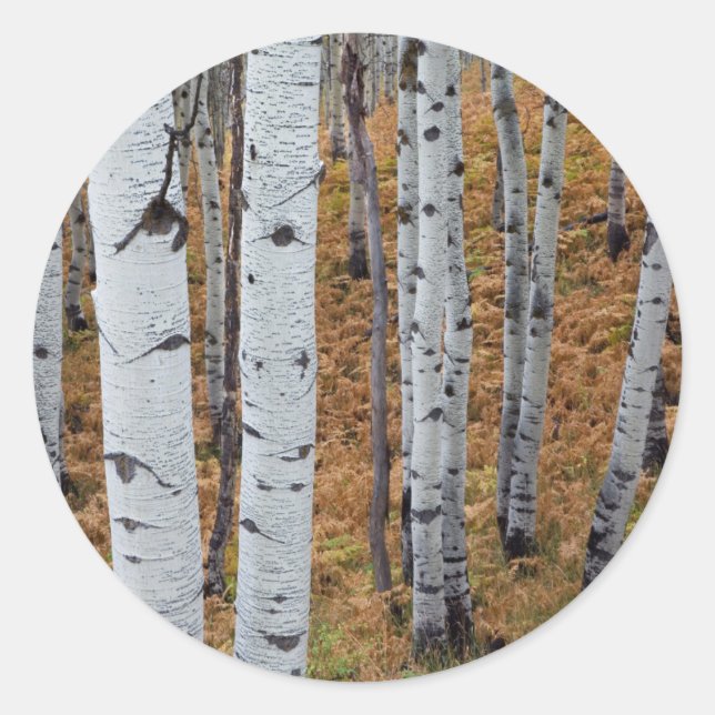 USA, Utah, Uinta-Wasatch-Cache National Forest 2 Classic Round Sticker (Front)