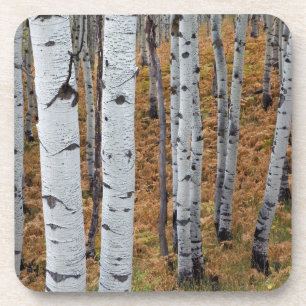 USA, Utah, Uinta-Wasatch-Cache National Forest 2 Coaster