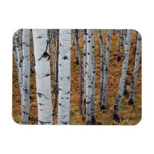 USA, Utah, Uinta-Wasatch-Cache National Forest 2 Magnet