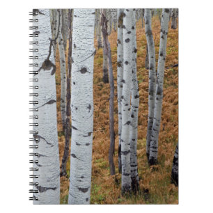 USA, Utah, Uinta-Wasatch-Cache National Forest 2 Notebook