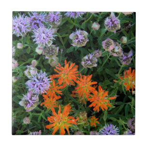 USA, Utah, Uinta-Wasatch-Cache National Forest 3 Tile