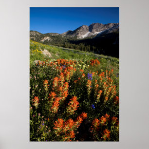 USA, Utah, Uinta-Wasatch-Cache National Forest Poster