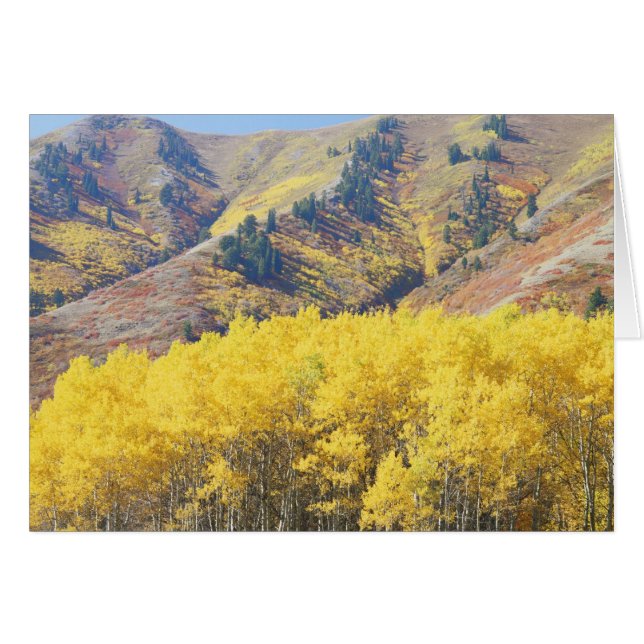 USA, Utah, Wasatch-Cache National Forest, (Front Horizontal)