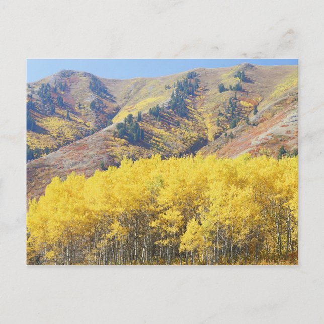 USA, Utah, Wasatch-Cache National Forest, Postcard (Front)