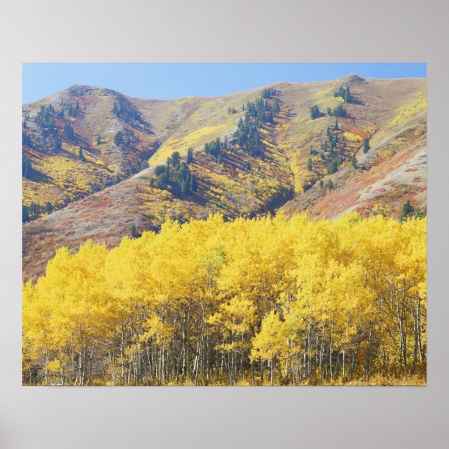 USA, Utah, Wasatch-Cache National Forest, Poster (Front)