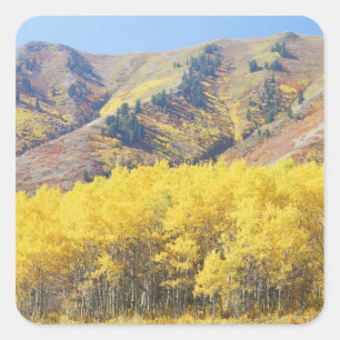 USA, Utah, Wasatch-Cache National Forest, Square Sticker