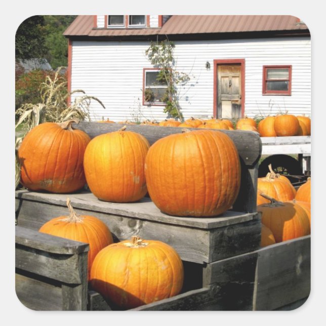 USA, Vermont. Pumpkins Square Sticker (Front)