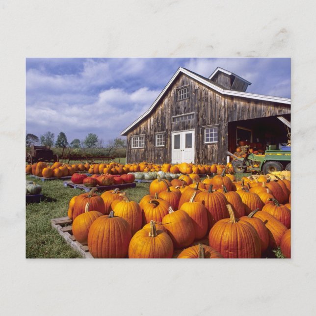 USA, Vermont, Shelbourne, Pumpkins Postcard (Front)