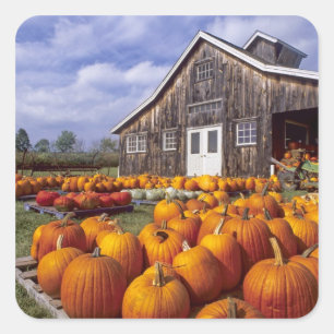 USA, Vermont, Shelbourne, Pumpkins Square Sticker