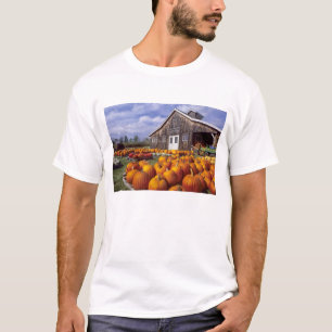 USA, Vermont, Shelbourne, Pumpkins T-Shirt
