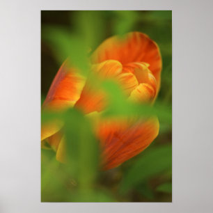 USA, Virginia, Arlington, closeup of orange Poster