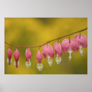 USA, Virginia, Arlington, closeup of pink Poster