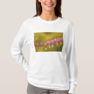 USA, Virginia, Arlington, closeup of pink T-Shirt