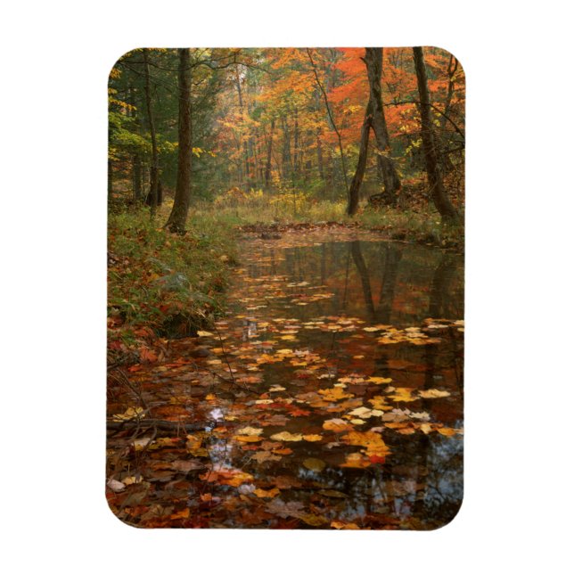 USA, Virginia, Autumn In Douthat State Park Magnet (Vertical)