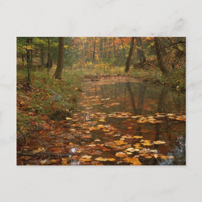 USA, Virginia, Autumn In Douthat State Park Postcard (Front)