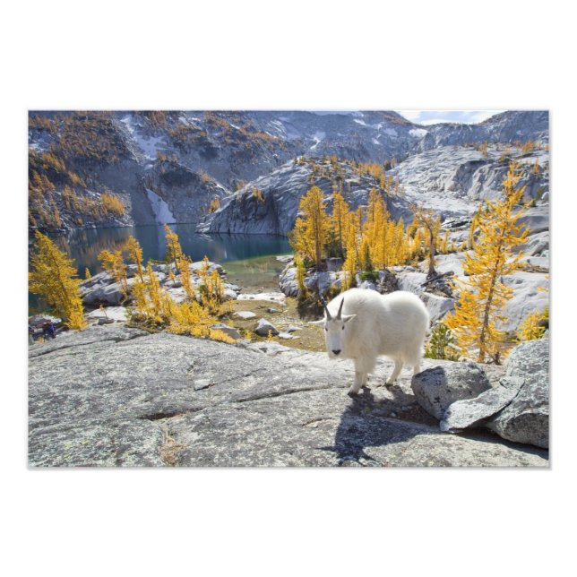 USA, WA, Alpine Lakes WIlderness Enchantments. Photo Print (Front)