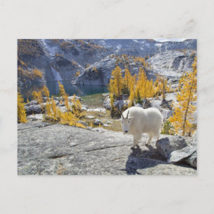 USA, WA, Alpine Lakes WIlderness Enchantments. Postcard