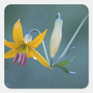 USA, WA, Mt. Rainier National Park. Columbia Square Sticker