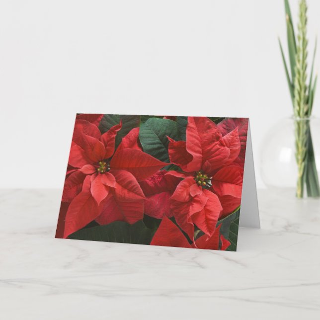 USA, WA, Red Poinsettia Detail (Euphorbia Holiday Card (Front)