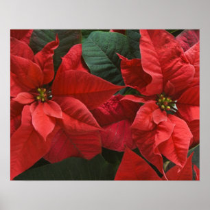 USA, WA, Red Poinsettia Detail (Euphorbia Poster