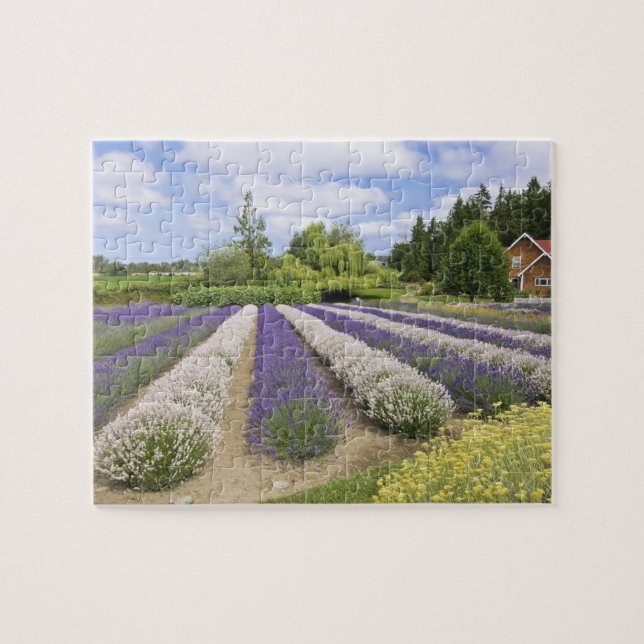 USA, WA, Sequim, Purple Haze Lavender Farm Jigsaw Puzzle (Horizontal)