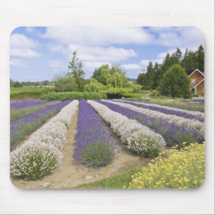 USA, WA, Sequim, Purple Haze Lavender Farm Mouse Mat