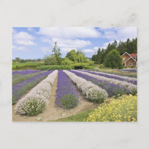 USA, WA, Sequim, Purple Haze Lavender Farm Postcard