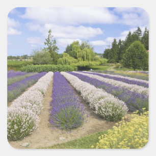 USA, WA, Sequim, Purple Haze Lavender Farm Square Sticker