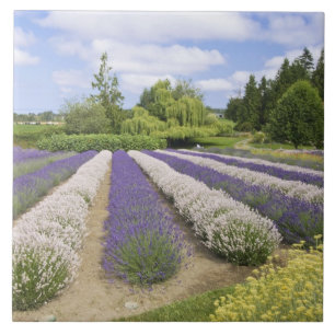 USA, WA, Sequim, Purple Haze Lavender Farm Tile