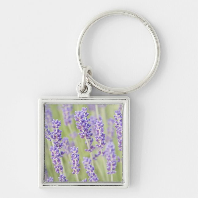 USA, WA, Squim, Lavendar (Selective Focus) Key Ring (Front)