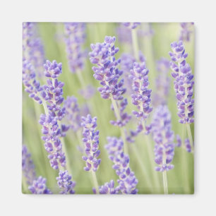 USA, WA, Squim, Lavendar (Selective Focus) Magnet