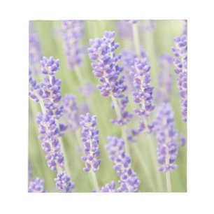 USA, WA, Squim, Lavendar (Selective Focus) Notepad