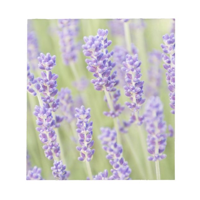 USA, WA, Squim, Lavendar (Selective Focus) Notepad (Front)