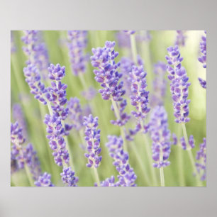 USA, WA, Squim, Lavendar (Selective Focus) Poster