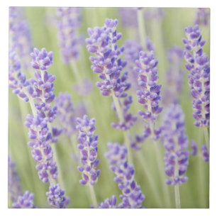 USA, WA, Squim, Lavendar (Selective Focus) Tile