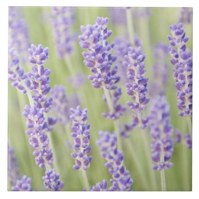 USA, WA, Squim, Lavendar (Selective Focus) Tile (Front)