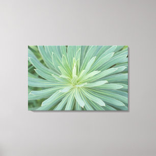 USA, Washington, Bellevue, Bellevue Botanical 4 Canvas Print
