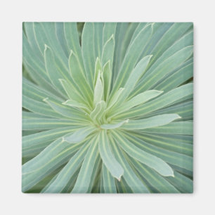 USA, Washington, Bellevue, Bellevue Botanical 4 Magnet