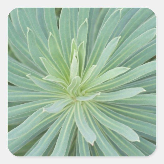 USA, Washington, Bellevue, Bellevue Botanical 4 Square Sticker (Front)