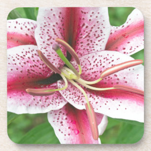 USA, Washington, Bellevue, Lily Coaster