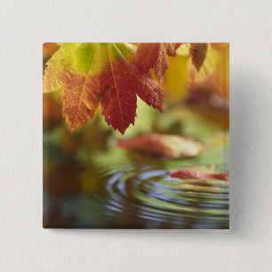 USA, Washington, Bellingham, Close-up of autumn 15 Cm Square Badge