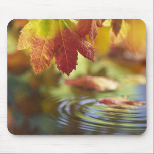 USA, Washington, Bellingham, Close-up of autumn Mouse Mat