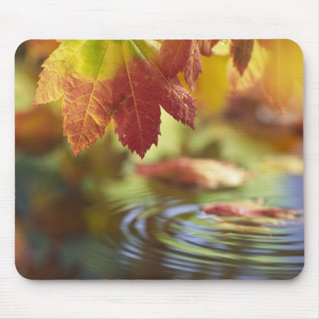 USA, Washington, Bellingham, Close-up of autumn Mouse Mat (Front)