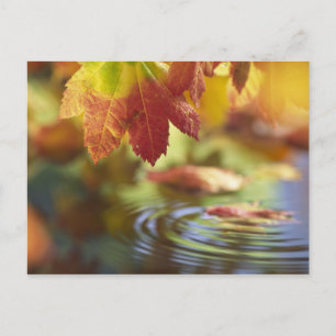 USA, Washington, Bellingham, Close-up of autumn Postcard
