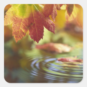 USA, Washington, Bellingham, Close-up of autumn Square Sticker