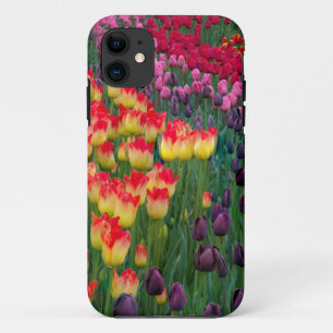 USA, Washington. Blooming Tulips 2 iPhone 11 Case