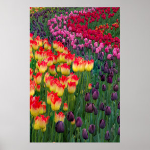 USA, Washington. Blooming Tulips 2 Poster