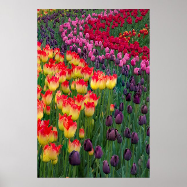 USA, Washington. Blooming Tulips 2 Poster (Front)