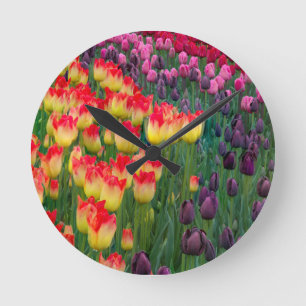 USA, Washington. Blooming Tulips 2 Round Clock